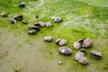 Mussels on the beach Royalty Free Stock Photo