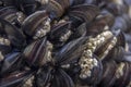 Mussels at the beach Royalty Free Stock Photo