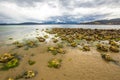 Mussels Bruny Island Royalty Free Stock Photo