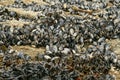 Mussels on a beach together wih algae Royalty Free Stock Photo