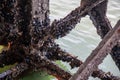 Mussels cling tightly to the metal beams of a dock.