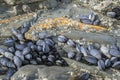 Mussels cling to rocks at Porthcawl beach