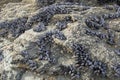 Mussels cling to rocks at Porthcawl beach