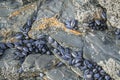 Mussels cling to rocks at Porthcawl beach