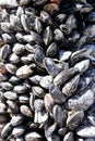 Mussels clinging to Vancouver Island marina dock Royalty Free Stock Photo