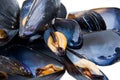 Mussels close views