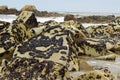 The mussels colony in Parque Natural do Litoral on the north of Portugal Royalty Free Stock Photo