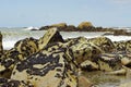 The mussels colony in Parque Natural do Litoral on the north of Portugal Royalty Free Stock Photo