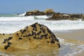 The mussels colony in Parque Natural do Litoral Royalty Free Stock Photo