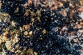 Mussels` Colony on the Sea Shore Royalty Free Stock Photo