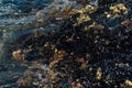 Mussels` Colony on the Sea Shore Royalty Free Stock Photo