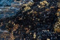 Mussels` Colony on the Sea Shore Royalty Free Stock Photo