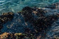 Mussels` Colony on the Sea Shore Royalty Free Stock Photo