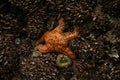 Mussels Cover Rock in Tidepool with Anemones and Bright Orange Sea Star Royalty Free Stock Photo