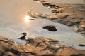 Mussels in a dirty river