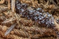 Mussels on esparto grass rope Royalty Free Stock Photo