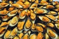 Mussels