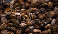 Mussels on the market counter. A lot of seashells on the bazaar for trade