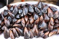 Mussels (Mytilus edulis) Royalty Free Stock Photo