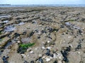 Mussels and oysters on beach rocks at low tide Royalty Free Stock Photo