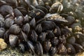 Mussels piled up on a rock Royalty Free Stock Photo