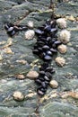 Mussels on Rock Royalty Free Stock Photo