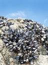Mussels on a rock Royalty Free Stock Photo