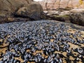 Mussels on a rock Royalty Free Stock Photo