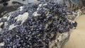 Mussels on rocks in Carnewas and Bedruthan Steps north Cornish coast between Padstow Royalty Free Stock Photo