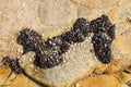 Mussels on the rocks Royalty Free Stock Photo