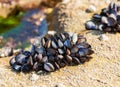 Mussels Royalty Free Stock Photo