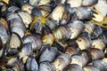 Mussels on the rocks of the sea in the foreground. Royalty Free Stock Photo