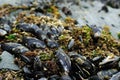 Mussels on shore Royalty Free Stock Photo