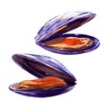 Mussels