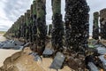 mussels on a wooden groyne