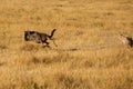 Mussiara cheeta chasing a wildebeest, Masai Mara