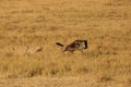 Mussiara cheeta chasing wildebeest in Masai Mara gassland Royalty Free Stock Photo