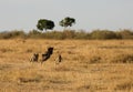 Mussiara cheeta and cub running after a wildebeest, Masai Mara