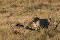 Mussiara cheeta and cubs hunting wildebeest, Masai Mara