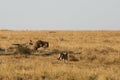 Mussiara cheeta and cubs hunting wildebeest, Masai Mara