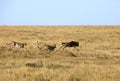 Mussiara cheeta and cubs hunting wildebeest, Masai Mara