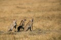 Mussiara cheeta cubs, Masai Mara