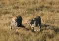 Mussiara cheeta and cubs with wildebeest, Masai Mara