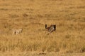 Mussiara cheeta hunting a juvenile wildebeest, Masai Mara