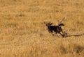 Mussiara cheeta hunting wildebeest, Masai Mara