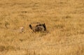 Mussiara cheeta running after a wildebeest, Masai Mara