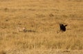 Mussiara cheeta and wildebeest face to face, Masai Mara