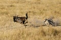 Mussiara Cheetah chasing a wildebeest Royalty Free Stock Photo