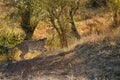 Mussiara Cheetah cub running away when charge by warthog hiding inside burrow, Masai Mara