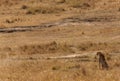 Mussiara in in Savannah, Masai Mara